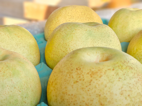 香り高く贅沢な味わい。幻の梨「かほり（かおり）」5㎏訳あり品