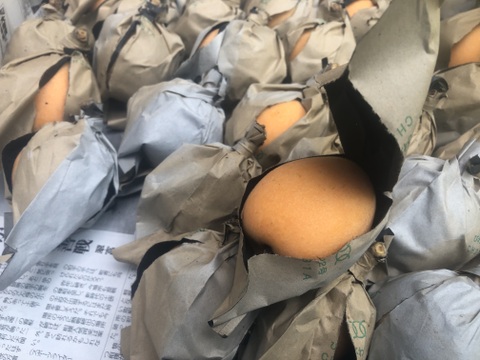 房州びわ1kg(露地栽培、農薬・化学肥料不使用)＊袋びわ