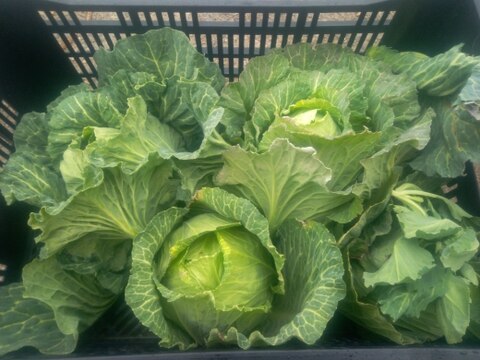 自然栽培の葉物たち　固定種、肥料農薬不使用