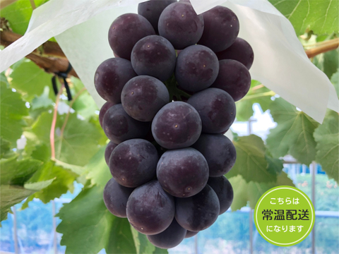 糖度抜群！種なし　あづましずく　房売り約800g　『常温発送』