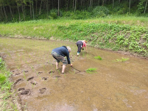 令和7年新米🌾旭1号🌾玄米5kg
自然栽培　熊本県菊池産