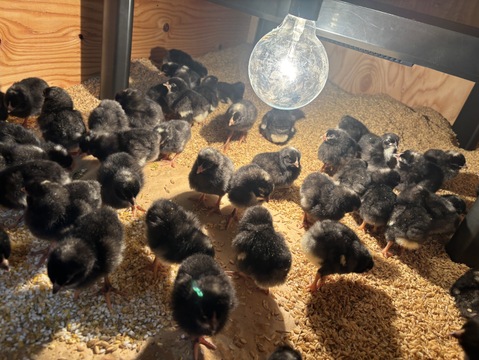 岡崎おうはんの産みたて卵24個【６個入り×４パック】