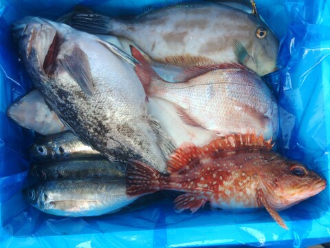 箱いっぱい！深浦の天然鮮魚セット（80サイズ）【母の日ギフト】などにもどうぞ！
