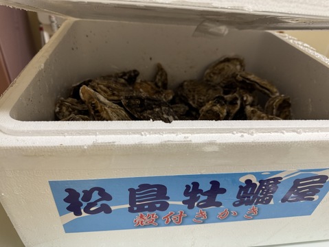 【期間限定10％値引き販売中】🦪 生食用13ｋｇ 殻付き 牡蠣 牡蛎 殻付き牡蛎 kaki カキ 松島牡蠣屋 BBQに最適！🔥 海産物 オイスター  😋生牡蠣 殻付き牡蠣