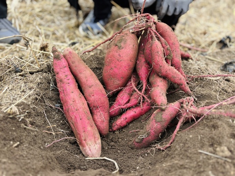 【榛名山の麓から】冬のシャキうま旬野菜セット・ちょうどいいサイズ！＜8品目＞