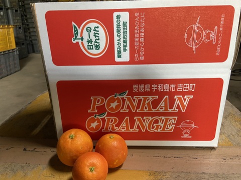 【木取り】ブラッドオレンジ（タロッコ）（５ｋｇ）甘く爽やかな酸味で味わい深い！サンプル糖度１２～１３．８度