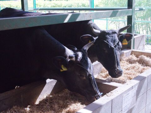最高峰の肉質を食べやすくカット！松阪牛サイコロステーキ肉(サーロイン)600ｇ