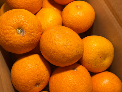 【木成り八朔】箱込み5キロ訳あり　※皮むき器つき　さつき八朔　はっさく