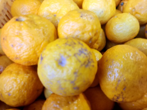 箱込約1㌔　媛小春　リピート率高い　黄色いけど酸味のない春を告げる味