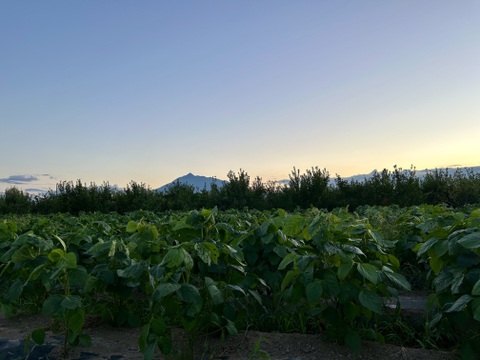 青森県津軽平野だけで栽培されている在来種毛豆