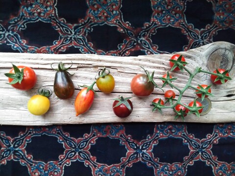 《本日終了！》完熟カラフルトマト 約1.3kg【食べ比べ】【厳選10種以上】