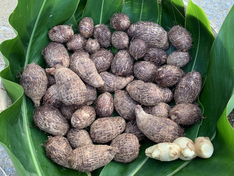 【有機JAS】赤芽里芋4kg（サービスで生姜付き！）ほっこり種子島の自然の味