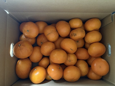 【チョット訳あり】「麗紅」（れいこう）５㎏（サイズ混合）