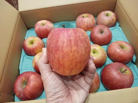 長野県産「 サンふじ」リンゴ　自家用 10kg ◇2025年12月中発送◇りんご サンふじ家庭用 約10kg(24～42玉