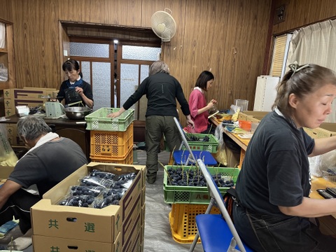 【ご自宅用】巨峰1.2kg箱　THE・黒系の王道品種