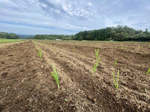クラフトにんにく｜3㎏｜📍大分県臼杵市