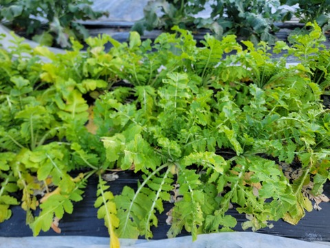 煮物に最適！京都の伝統野菜『聖護院大根』3個