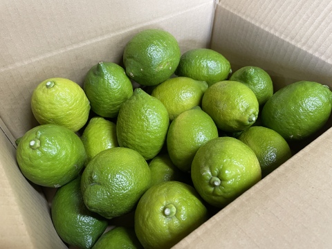 【１１月出荷開始】グリーンリスボン、香りが強い王道レモン！１５キロサイズ