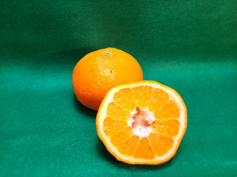 箱込約5㌔　甘平　愛媛県鉄板アイテム