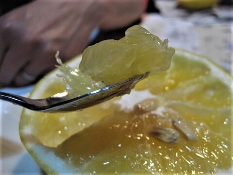 伊豆の朝採りグレープフルーツホワイト 農薬 肥料 除草剤 全て不使用