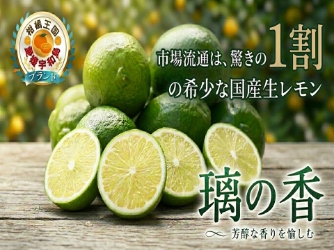 【市場流通わずか1割】緑の宝石とも呼ばれる次世代を担う国産生レモン『璃の香』お試しキャンペーン約1㎏【9月下旬予約】