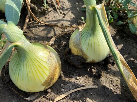 いっぺん食べてくろ！実は生産量上位の栃木の新玉ねぎ！ tamanegi