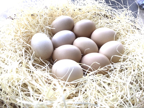 【旬の野菜セット】烏骨鶏のたまご+ルバーブジャム+レッドキウイ(4個)【限定販売】【日頃の感謝の気持ちを届けよう！】【贈答用】