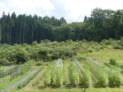 甘味とコクの紅はるか（さつまいも）1.8kg　１ヵ月以上熟成済