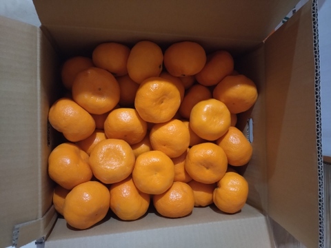 蔵出し貯蔵晩生みかん(2Lサイズ5kg
・約30個)
