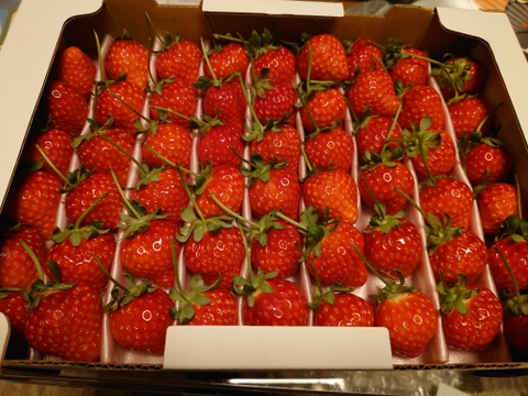 大切な方へイチゴで想いを届ける！「品種：恋みのり（3L以上）」（1.3kg）