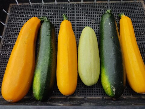 🌈【朝どれ】カラフルズッキーニ食べ比べセット6～8本（約1.5kg～2kg）｜2〜3種おまかせ｜農薬・化成肥料不使用🌈
