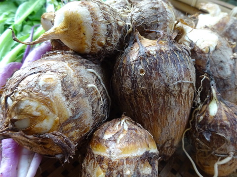 里芋・ターサイ・三池高菜やルッコラ、ワサビ菜・赤大根など　冬野菜おまかせセット！（たっぷり１００サイズ箱Ｌサイズ）