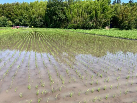 自然栽培・天日干し赤米（もち米）