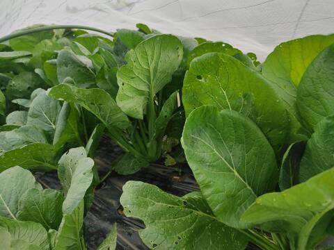 ✨旨味凝縮！少し大きめのパワフル小松菜！炒め物に最適（虫食い跡あり）農薬・化成肥料不使用✨