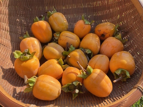 【干し柿用枝付き西条柿】農薬・肥料不使用、自然栽培の渋柿。自然な甘さの西条柿。干し柿に。完熟でそのまま食べても美味。大小不揃い。約１．７キロ（枝付き・干し柿専用紐付き）