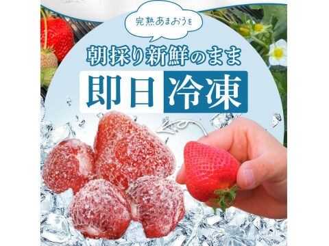 【冷凍いちご】あまおういちご たっぷり 1㎏