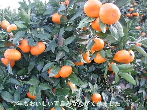 【貯蔵熟成で濃い甘み】濃蜜 青島みかん 5kg｜静岡県から産地直送（糖度12～14度）