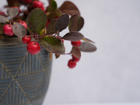 ミニ盆栽【チェッカーベリー × 青白縞陶器】高さ約18cm×横約16cm【朝市限定】