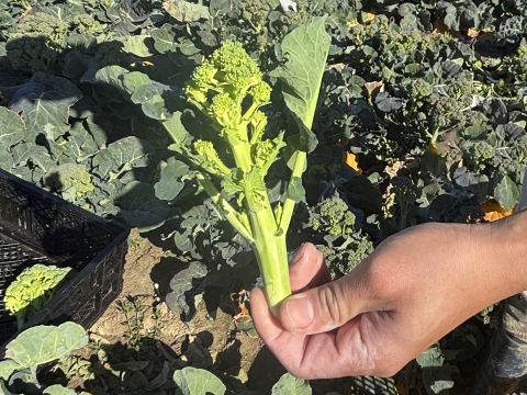 【お買い得！】もぎたてスイートブロッコリー 1kg わき芽 甘くて濃厚！（静岡県磐田市産）