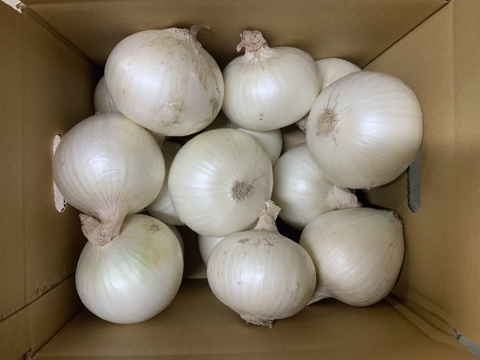 ホワイトベアー4kg🧅淡路島極熟玉葱　新玉ねぎ　サラダ用　生食
