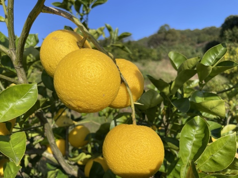 木なり完熟かぼす(自然栽培)５㎏箱詰-農薬不使用・無肥料・無除草剤