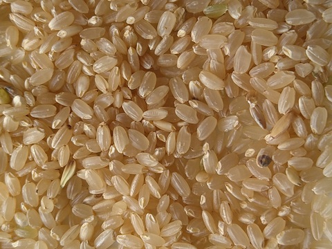 【家族のためのお米(9kg)を食べてみませんか】米粒成長期の農薬ゼロなので有色米が混じっていますが、とてもおいしいです。ひとめぼれ9kg　標準精米、玄米も可。残りわずかです。