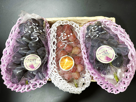 【ぶどう食べ比べ】2色おいしいぶどう詰め合わせ！ピオ/ドルチェ（約1.5kg、3～4房）