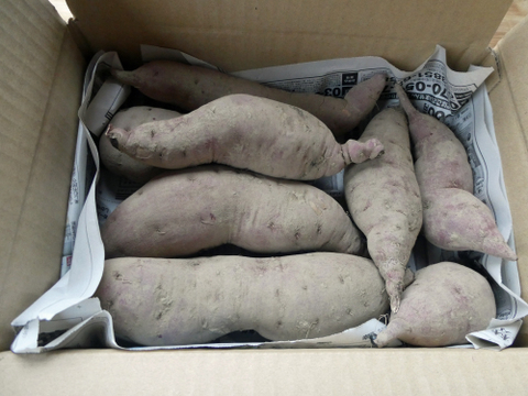甘味とコクの紅はるか（さつまいも）1.8kg　１ヵ月以上熟成済