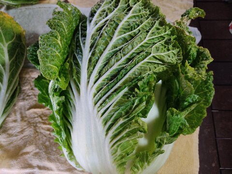 ✨農薬・化成肥料不使用の新鮮白菜「魂の白菜」特大サイズ×1玉+下仁田ネギ+旬のお野菜✨