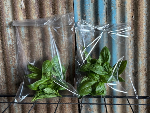 【新鮮！】農薬不使用、化学肥料不使用 バジル 100g【冬ギフト】