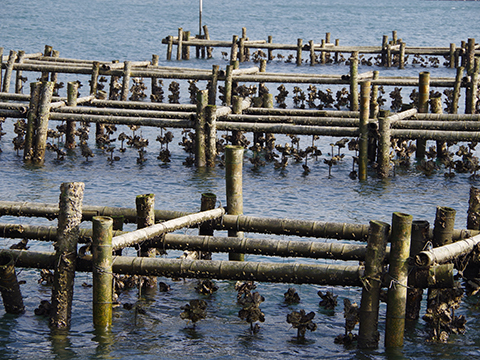 異次元の美味しさ！　杭打ち式牡蠣　むき身１K　生食用　自然と共もに生きるということ