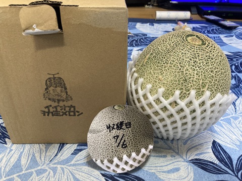 【週末限定！感謝のお試し価格】糖度15度以上! イイオカタカミメロン　1玉入