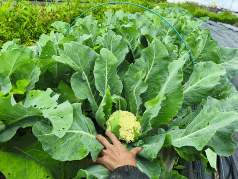 茎まで甘い、サクッとした歯ごたえ。採りたて「カリフローレ」