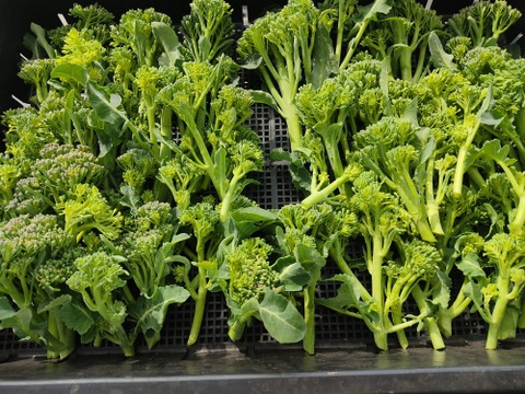 ✨農薬・化成肥料不使用の新鮮スティックセニョール（茎ブロッコリー）約1.3kg✨😊